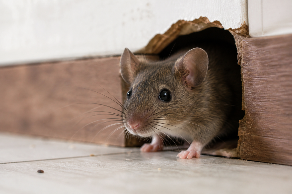 rodent removal in East Davies Plantation Road, Bartlett, TN, USA